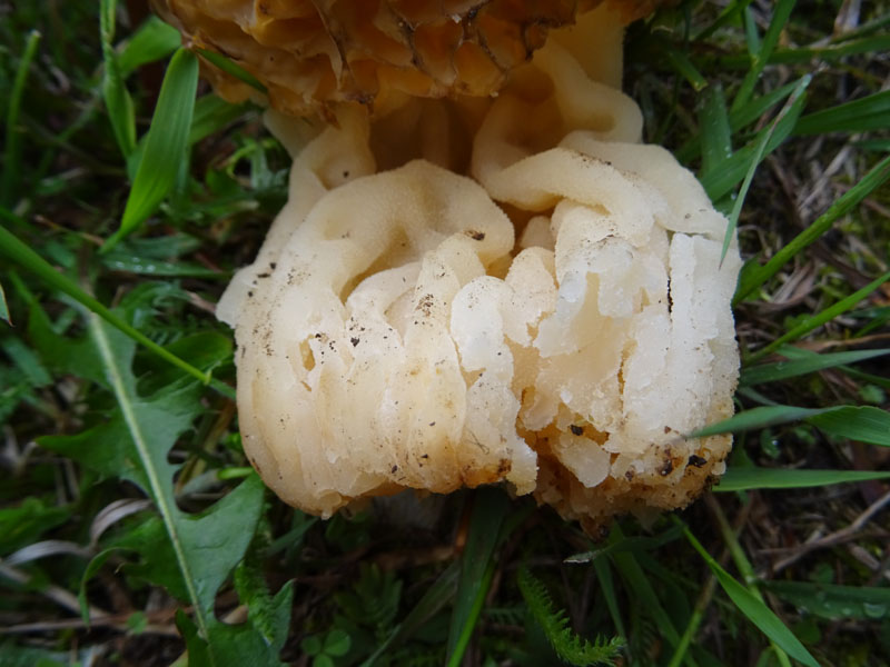 Morchella esculenta - Pezizaceae